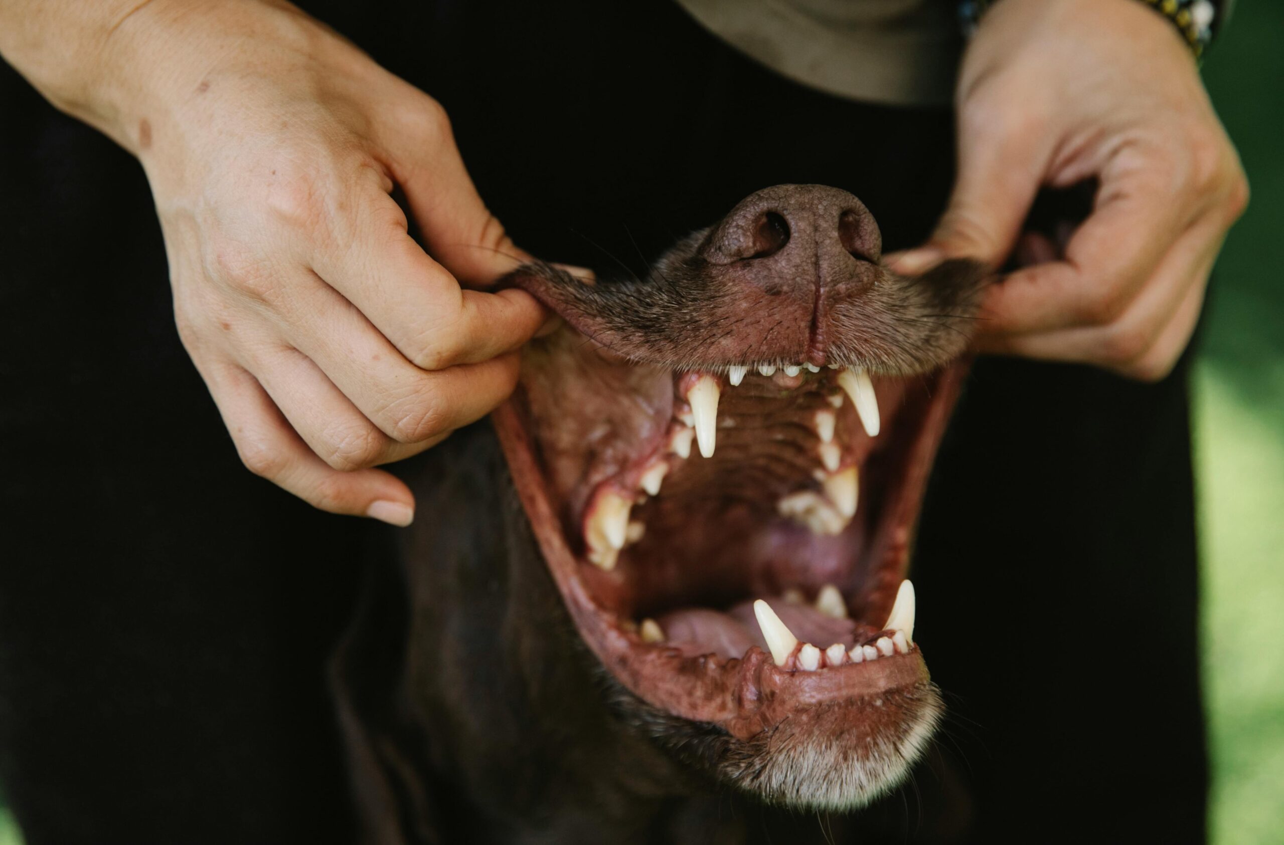 Dental Care